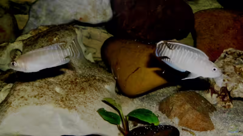 N. brevis von Angelheart (38)