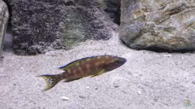 N. buescheri ´Kamakonde´ von Sebastian Jeutter (6)