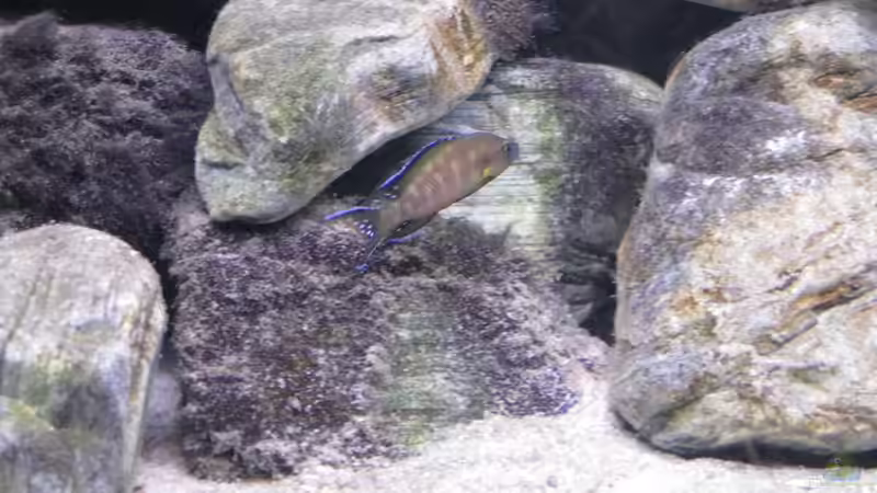 N. buescheri ´Kamakonde´ von Sebastian Jeutter (7)