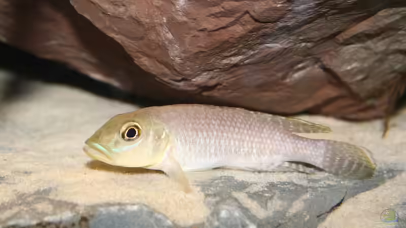 N. callipterus Männchen von Julien Preuß (56)