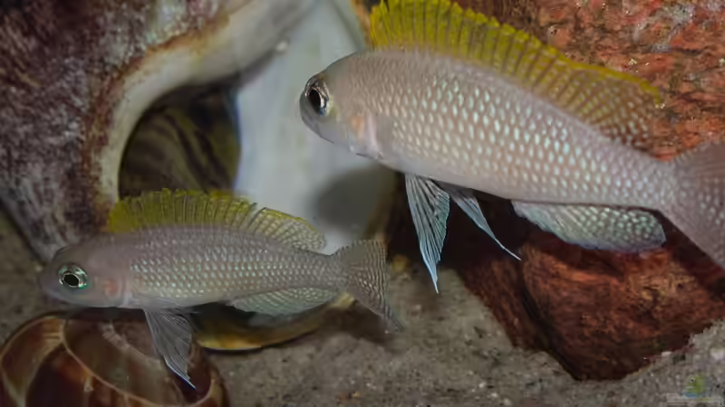 N. caudopunctatus Paar vor Behausung von Cichliden-Kabuff (44)