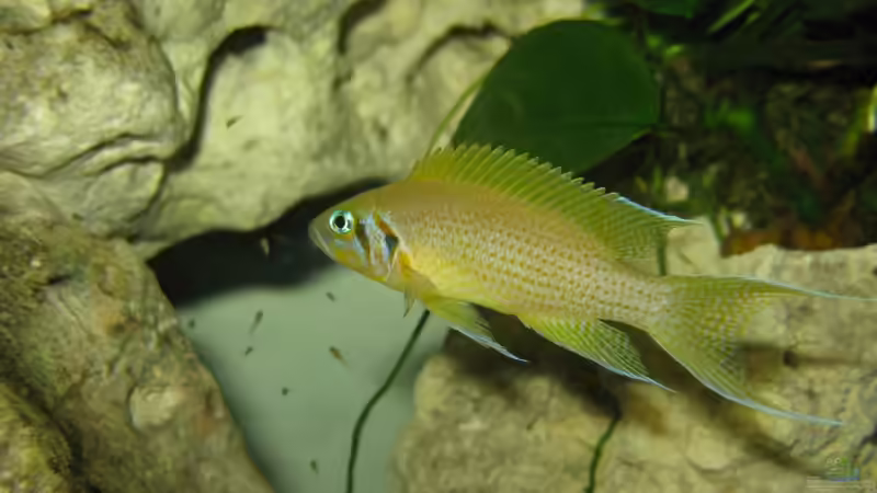 N. daffoldi mit Jungtieren (2 Tage alt) von ehemaliger User (7)