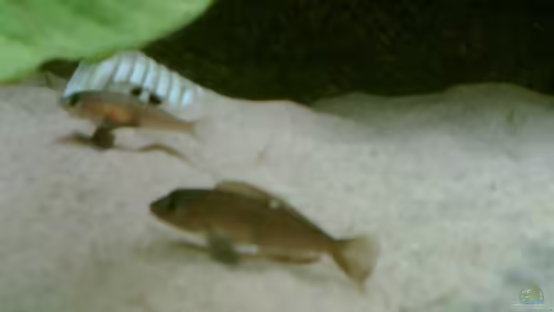 N. kungweensis Pärchen von Alex Stark (7)