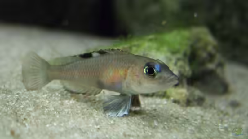 N. kungweensis Weibchen von Alex Stark (10)