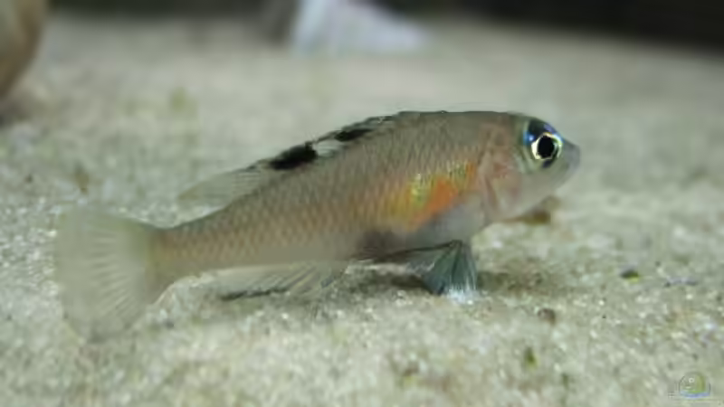 N. kungweensis Weibchen von Alex Stark (11)