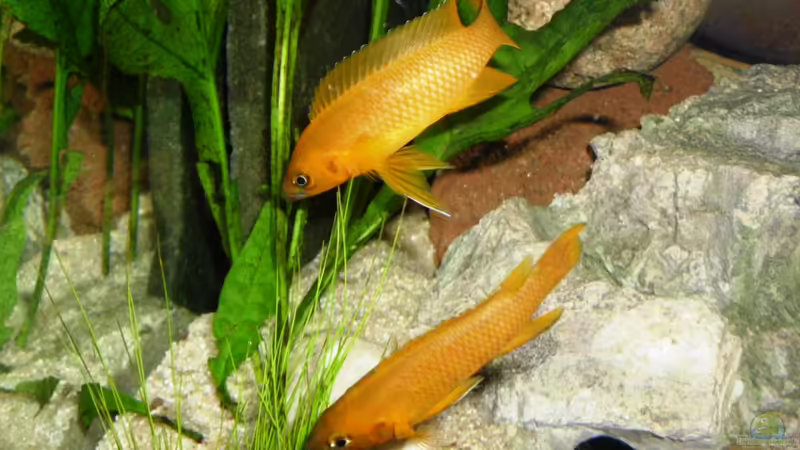 N. leleupi von Angelheart (16)