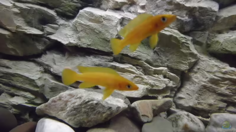 N. leleupi von Angelheart (17)