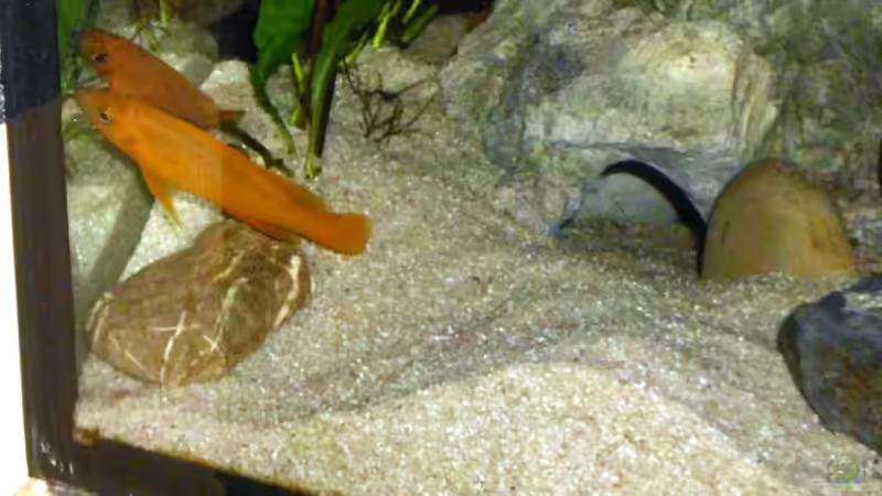 N. leleupi von Angelheart (18)