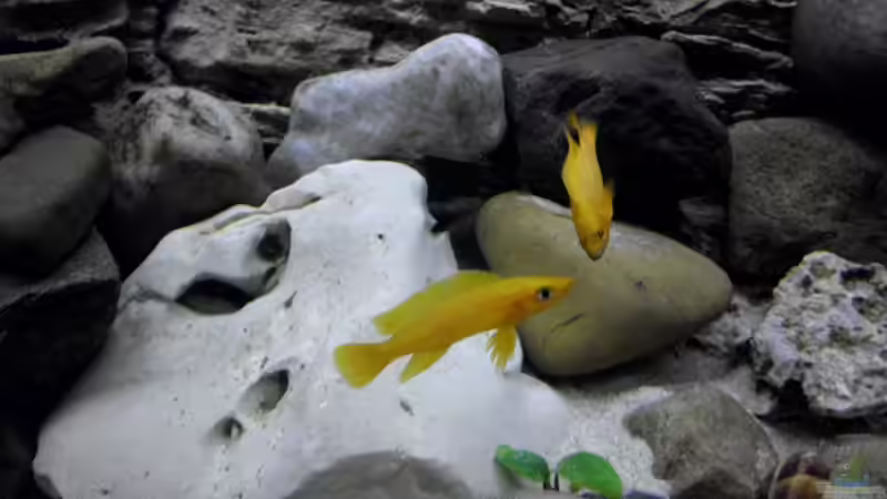 N. leleupi von Angelheart (40)