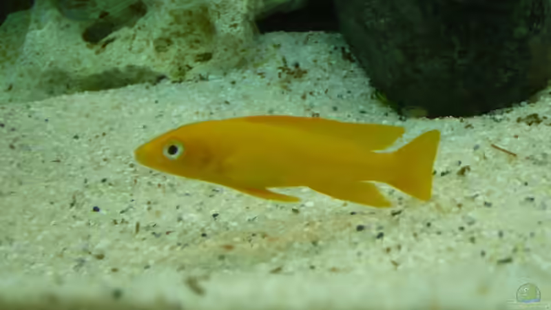 N. Leleupi von aqua fuchs (4)