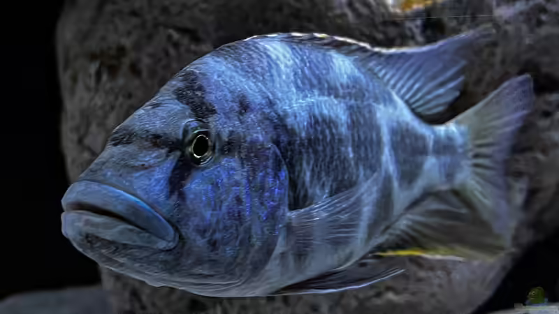 N. Livingstonii  von malawidortmund (11)