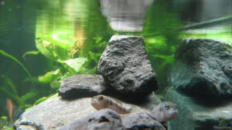 N. meeli von Marco Sturm (8)