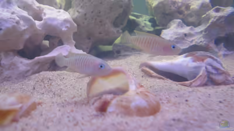 N. Multifaciatus Pärchen von Locke1992 (6)