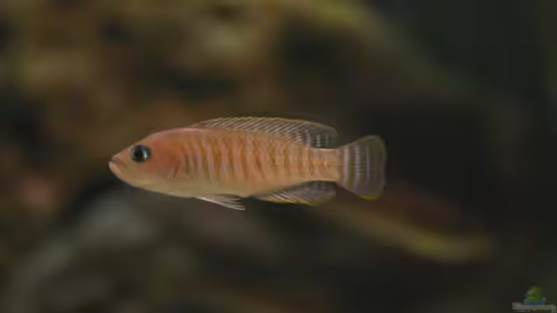 N. multifasciatus männchen von MaWin (10)
