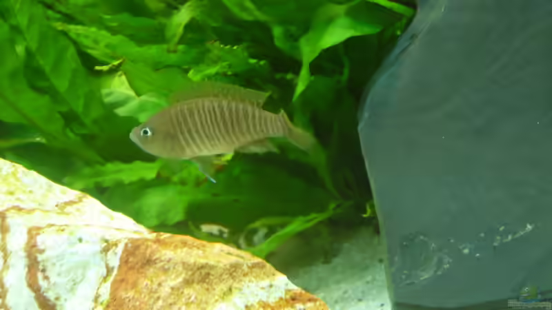 N. Multifasciatus von aqua fuchs (5)