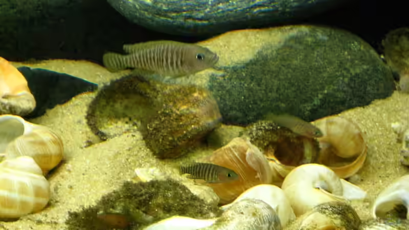 N. multifasciatus von Milo (3)