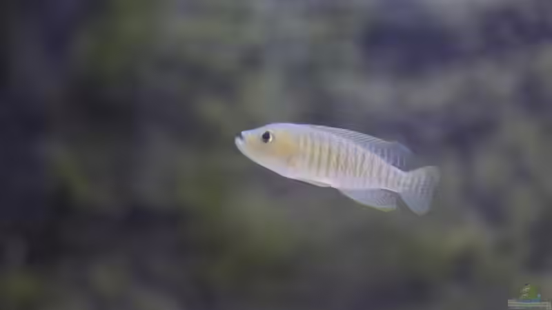 N. multifasciatus von PhilGabriel (14)