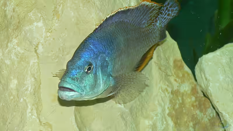 N. polistigma Männchen von Christian Klar (14)