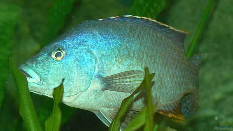 N. polistigma Männchen von Christian Klar (18)