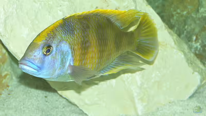 N. venustus Männchen von Christian Klar (15)