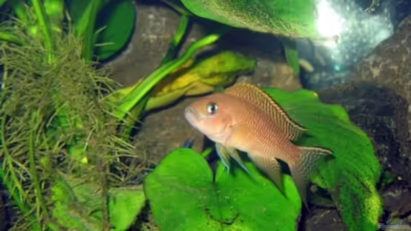 N. walteri Männchen von Marco Sturm (6)