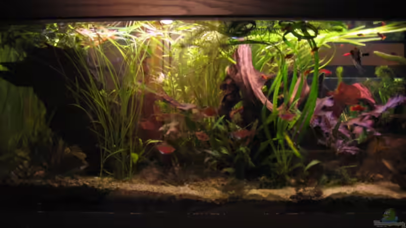 N´ abend von malawigome (9)