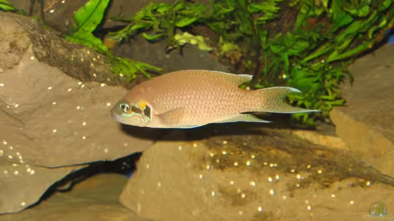 N.brichardi Bock von -serok- (9)