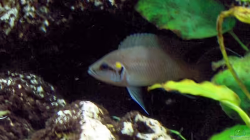 N.brichardi weibchen von Markus Seipp (11)