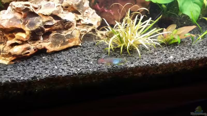 N.guentheri male von Anna-RS (28)