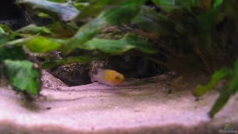 N.heliantos ´Baby´ von Andreas&Andrea Wielpütz (8)