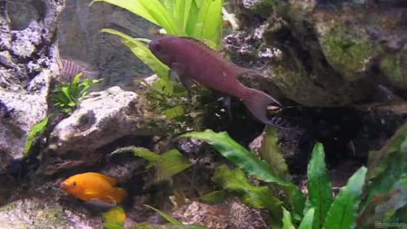 N.heliantos m. + N. leleupi m. von Andreas&Andrea Wielpütz (7)