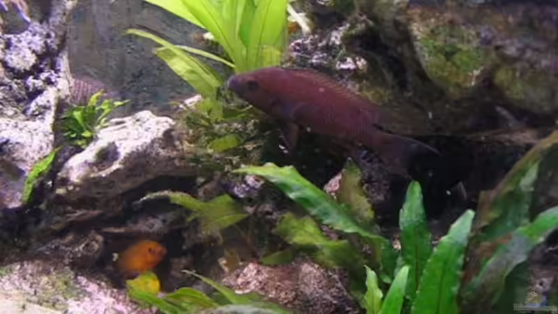 N.heliantos m. von Andreas&Andrea Wielpütz (9)