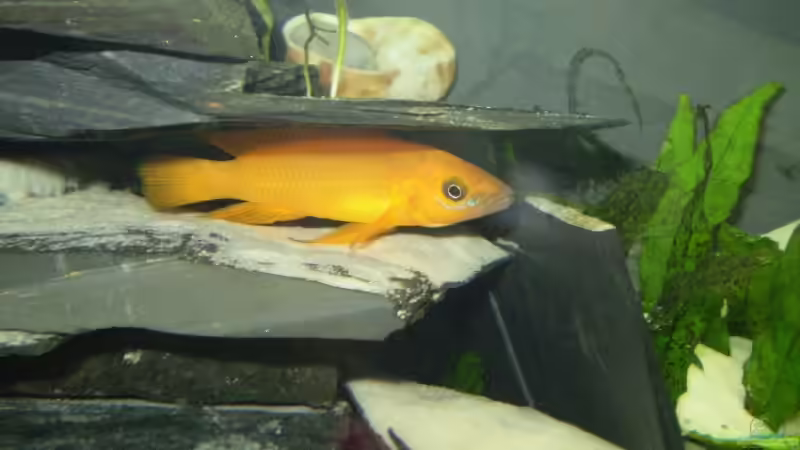 N.leleupi Männchen von Daniel Baier (9)