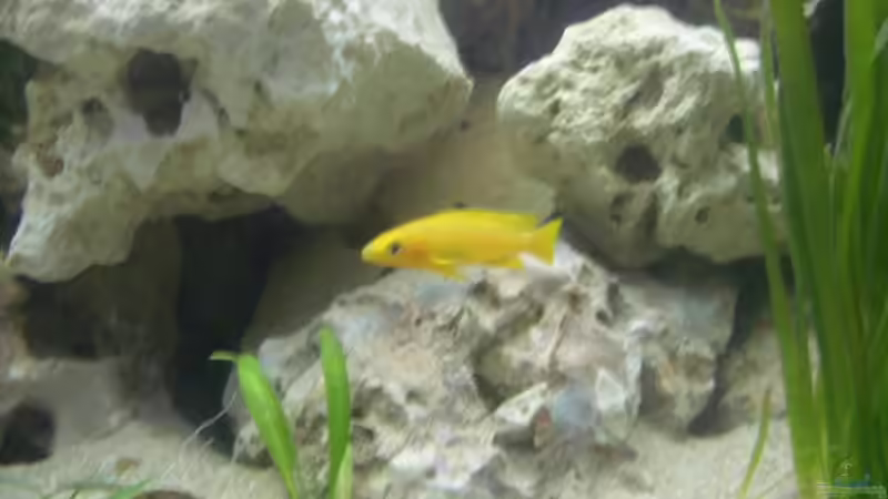 N.leleupi von Julien Preuß (5)