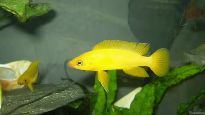 N.leleupi Weibchen von Daniel Baier (10)