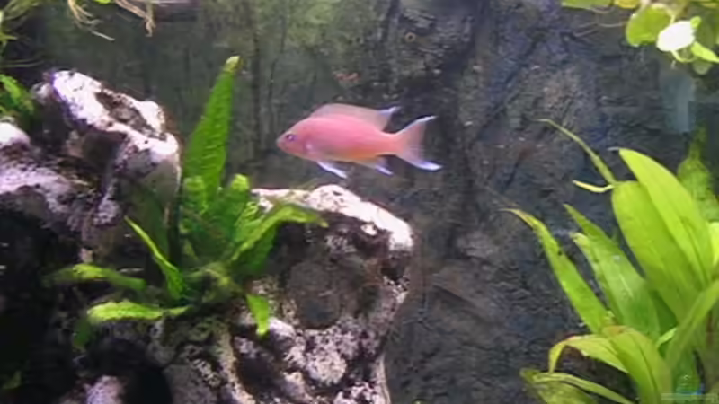 N.maraguensis m. von Andreas&Andrea Wielpütz (10)