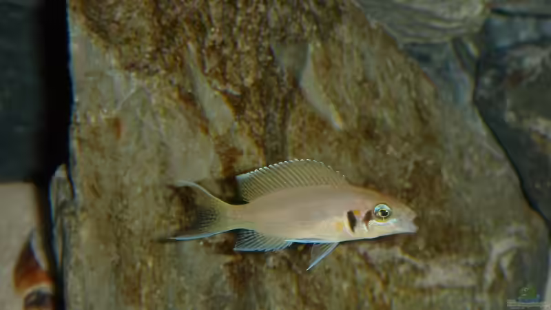 N.pulcher von Traenenreiter (4)