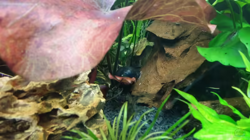 N.pulligera von Anna-RS (16)