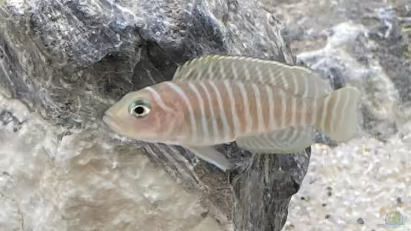 N.Similis von Daniel Martick (6)