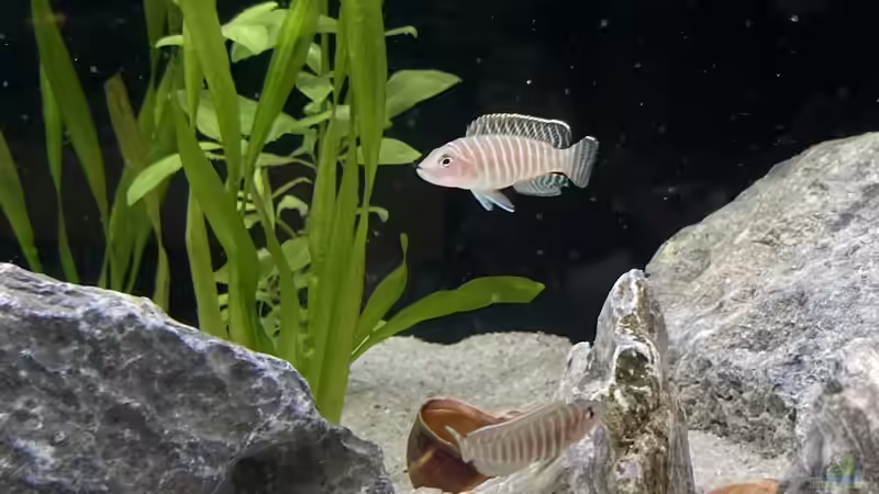 N.Simillis von Daniel Martick (5)