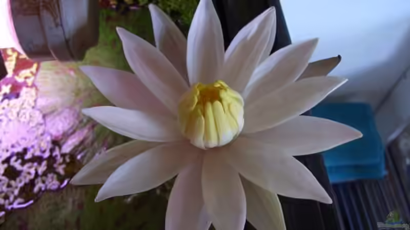 N55 Blüte