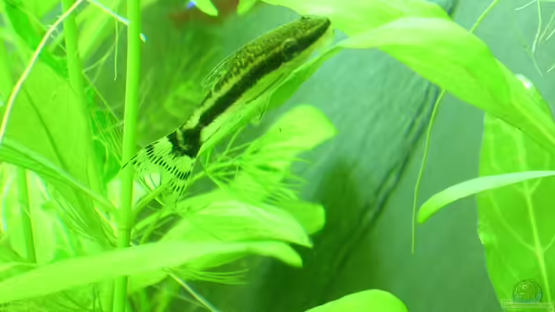 na, da schau ich doch mal in die Kamera.... von Christian Grunwald (64)