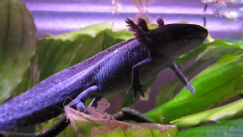 Na, wo sind jetzt die Guppys... - 08/2010 - von Una (25)