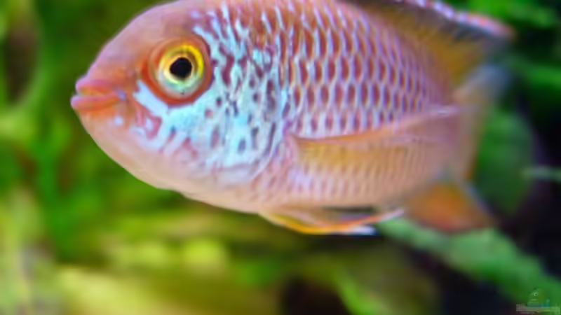 na du hübscher.. von Daniel_ (14)