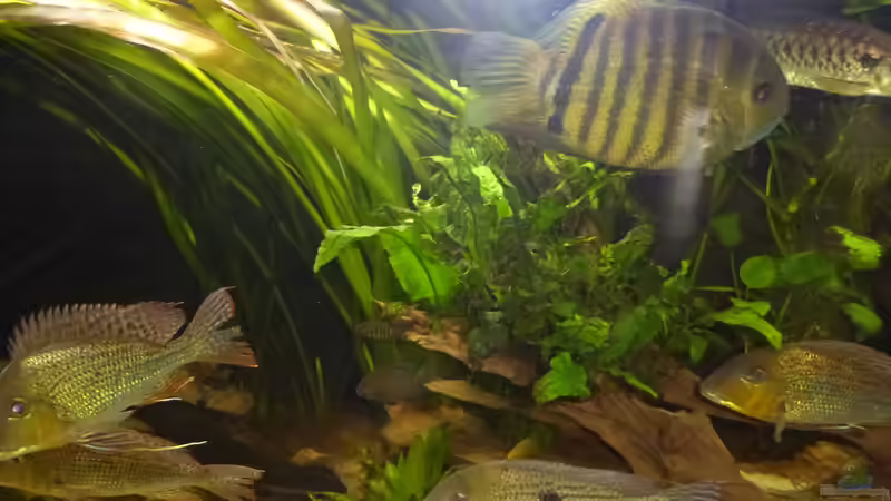 na geht doch, es grünt von Blackwater (6)