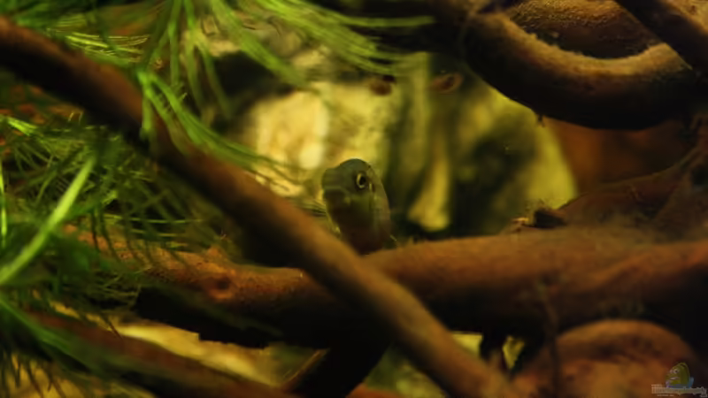 Na schon entdeckt ?? Purpur Nachwuchs direkt vor euch! ? von Florian Bandhauer (61)