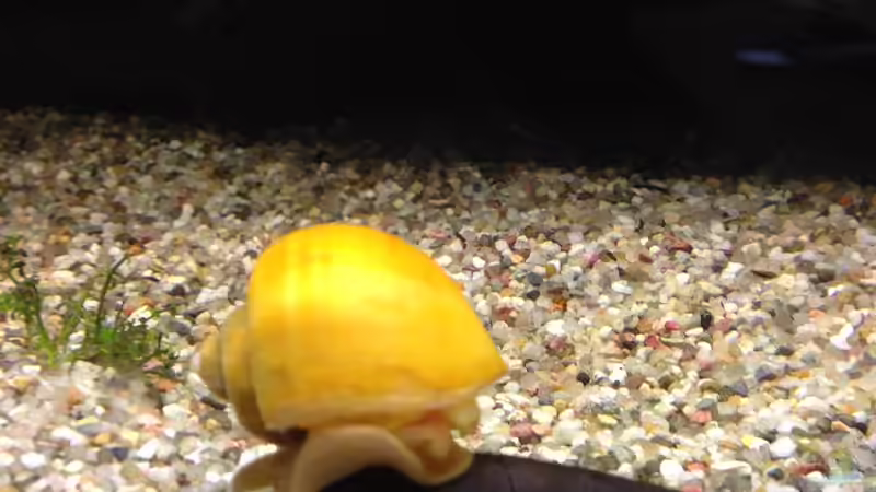 na was gibt das ?? Huckepack :) von Muschelherz (44)