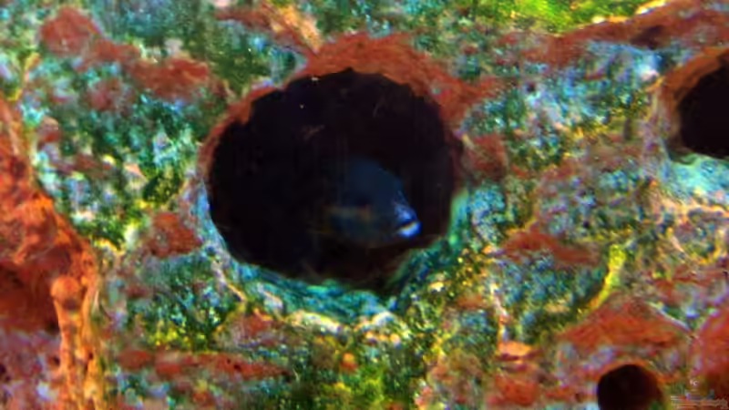 na wenn haben wir denn da ;)    8.05.07 durch die Neue Röhre kommt das Grün Hammer von Dennis V12 (17)