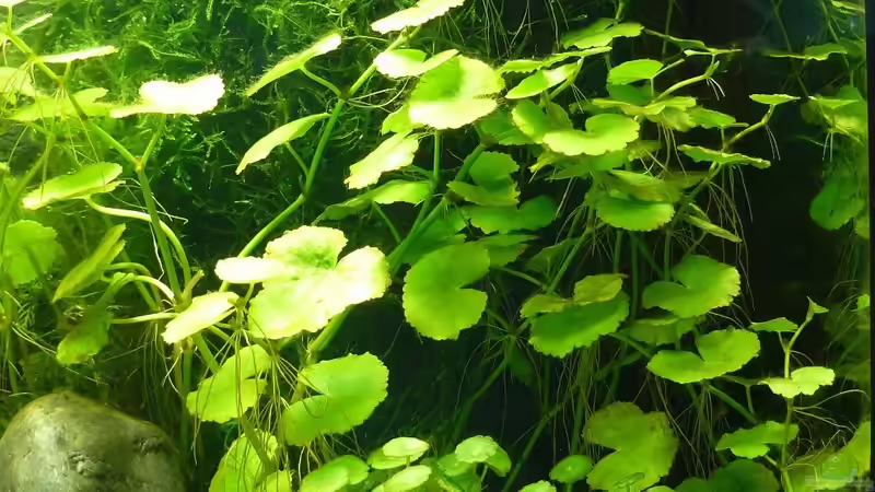 ´Nabelblatt´ (Lysimachia nummularia aurea) vor ´Javamoos´ von A. G. (7)