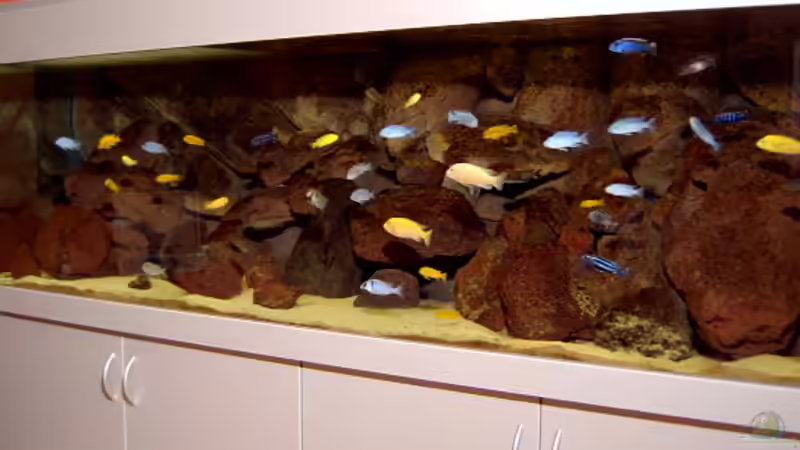 Nach 1/2 Jahr (alter Satandort) von Roland Elsenbruch (2)